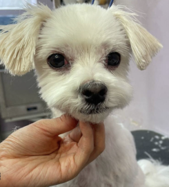 Mishka Grooming