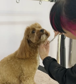 Mishka Grooming
