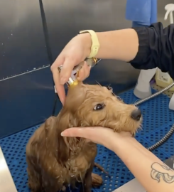 Mishka Grooming